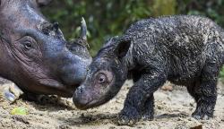 Potret Anak Badak Sumatera Berusia 3 Hari di Taman Nasional Way Kambas