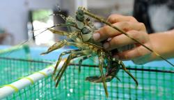 Budi Daya Lobster Kesulitan Dapat Benih