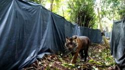 Harimau yang Serang Remaja hingga Tewas di Riau Dilepas<