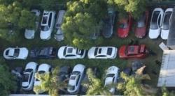 Polisi Temukan 35 Mobil Mewah Curian, Sekelilingnya Banyak Pohon Ganja