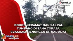 Pohon Keramat Tumbang di Tana Toraja, Evakuasi Menunggu Ritual Adat