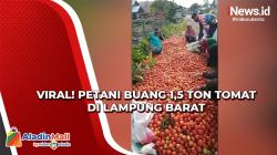 Video Viral Petani Buang 1,5 Ton Tomat di Lampung Barat