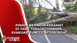 Pohon Beringin Keramat di Tana Toraja Tumbang, Evakuasi Tunggu Ritual Adat
