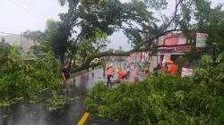 Diterjang Hujan Deras dan Angin Kencang, 6 Pohon Besar di Cijeungjing Ciamis Tumbang<