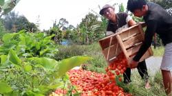 Harga Anjlok, Petani di Lampung Barat Buang Ribuan Tomat