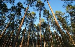 Daftar 15 Izin Konsesi Kawasan Hutan yang Dicabut, Sebagian di Sumsel<