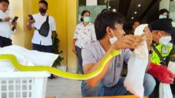 Penyelundupan Ratusan Satwa Dilindungi, Ular Baby Albertisi hingga Kadal Papua 