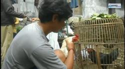  Unik, Ayam Jago Putih di Banjarnegara Ini Bersuara Memanggil Pak Jokowi