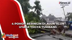 Hujan Disertai Angin, 4 Pohon Beringin di Alun-Alun Utara Yogya Tumbang