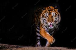 Tuliskan Ciri-ciri Makhluk Hidup, Ini Jawaban dan Penjelasannya