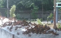 Merinding, Penampakan Gerombolan Belalang Duduki Permukiman Warga di Sumba Timur