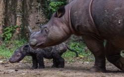 Rosa Si Badak Sumatra Lahirkan Anak Pertama Setelah 8 Kali Keguguran<