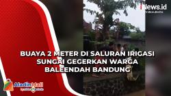 Buaya 2 Meter di Saluran Irigasi Sungai Gegerkan Warga Baleendah Bandung