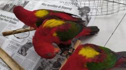 Karantina Ternate Gagalkan Penyelundupan Burung Nuri Kasturi di Kapal Rute Ambon-Manado