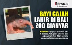 Bayi Gajah Sumatera Lahir di Bali Zoo Gianyar, Berbobot 80 Kg