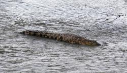 Penampakan Perdana Buaya Tanpa Ban Bekas di Leher Berjemur di Sungai Palu<