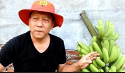  Manfaatkan Lahan Mangkrak, ASN Kendal Ini Sukses Budi Daya Pisang Mulyo