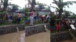 Warga Baleendah Bandung Geger, Buaya Berukuran Panjang 2 Meter Muncul di Saluran Irigasi 