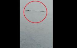 Buaya Berenang di Pantai Oliper Terekam Kamera, Warga: Seperti Ikuti Arus Laut<
