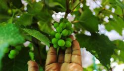 Budi Daya Anggur di Atap Masjid Hubbul Wathon Cempaka Putih