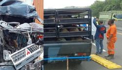 Brak! Pikap Pengangkut Kambing Tabrakan di Tol Cipularang, 1 Tewas 1 Luka <