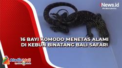 16 Bayi Komodo Menetas Alami di Kebun Binatang Bali Safari