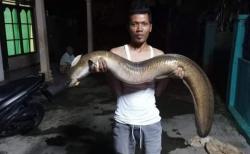 Heboh Sungai Serayu Berlumpur Pekat, Ribuan Ikan dan Pelus Raksasa Kembali Mabuk