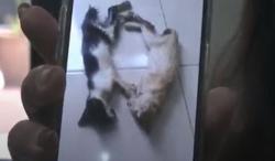 Perempuan Ini Seret 2 PRT ke Pengadilan gegara Telantarkan Kucing Sakit hingga Mati