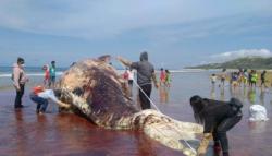 Bangkai Paus Sperma 9 Meter Terdampar di Pantai Wadumaddi NTT