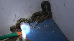 Bersih-Bersih di Dapur, Pegawai Kafe di Palangka Raya Kaget Ada Ular Bersembunyi