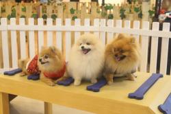 Intip Destinasi Baru untuk Pecinta Hewan di Jakarta, Bisa Bercengkrama dengan Anjing dan Kucing