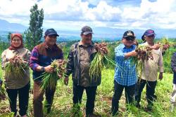 Hasil Food Estate Hortikultura Garut Siap Pasok Kebutuhan Ramadan dan Idul Fitri<