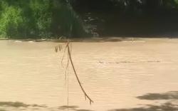 Sepasang Buaya Muncul di Sungai Ayek Sehile Merapi Barat, Warga Diminta Menjauh 