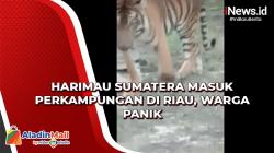 Video Harimau Sumatera Masuk Perkampungan di Riau, Warga Panik