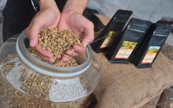 Membanggakan, Kopi dari Gunung Dempo Tembus Pasar Ekspor<