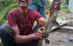 Penangkaran Jebol, Ratusan Buaya Teror Warga Desa<
