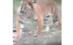 Rumah Dikelilingi Harimau, Penghuni Ini Mohon Ampun dan Minta Dimaafkan