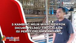5 Kambing Milik Warga Depok Dicuri, Pelaku Tinggalkan Isi Perut dalam Kandang