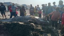 Heboh, Hiu Paus Terdampar di Pantai Eretan Kulon Indramayu<
