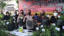 Kakak Beradik di Lembang KBB Nekat Tanam 37 Batang Pohon Ganja di Rumah<