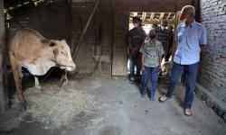 Kaget Lihat Warga Karanganyar Serumah dengan Sapi, Ganjar Perintahkan Ini ke Kepala Desa<