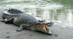 Lihat Suami Diseret Buaya, Istri Histeris Nyaris Lompat ke Sungai di OKI Sumsel<