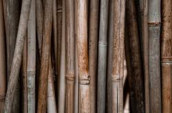 Kayu Rotan Banyak Ditemukan di Wilayah Mana? Ini Persebarannya
