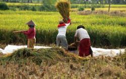 Sektor Pertanian Menjadi Tumpuan, Bupati Sambas : Pemerintah Berkomitmen Menjaga Petani dan Lahan <