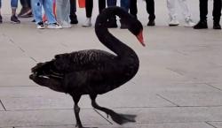 5 Fakta Unik Negara China, Polisi Cegah Kejahatan Pakai Angsa