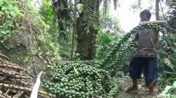 Permintaan Kolang-Kaling Meningkat, Petani di Pekalongan Kewalahan