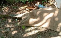 2 Warga Terluka saat Evakuasi Buaya Muara yang Lepas dari Penangkaran