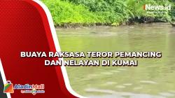 Video Buaya Raksasa Teror Pemancing dan Nelayan di Kumai