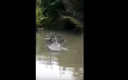 Teror Buaya 3 Meter di Kotawaringin Barat, Warga Sampai Tak Berani Mancing ke Sungai 