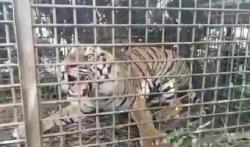 Penampakan Harimau yang Resahkan Warga Merangin, Masuk Perangkap BKSDA 